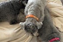 整体院で働く3匹の看板犬→希望者のみの『犬オプション』が羨ましすぎると40万表示「思ったよりすごい圧で草」「最高」「癒しの力が凄そうｗ」