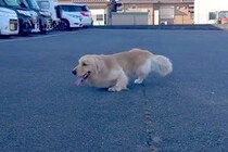 両足に障がいを持ち『歩くことができない大型犬』を保護→医者には『長生きできない』と言われ…嘘のような『現在』が206万再生「勇気貰った」