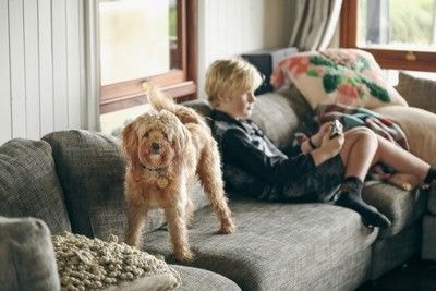 互いに無関心な飼い主と犬