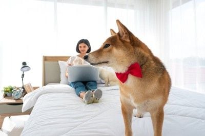 無関心に振る舞う犬