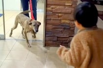 手術のために入院していた犬→1週間ぶりに家族と再会したら…愛にあふれた瞬間に感動続々「素敵なご家族」「泣きそう」「とっても嬉しそう」