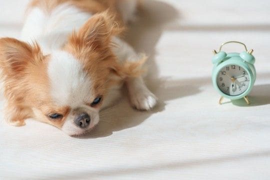 犬にとって負担となる『絶対NG行為』5選 愛犬に苦痛を与える飼い主の生活習慣とは?