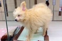 『1万円で売れ残っていた犬』を飼った結果→寂しげな顔をしていて…涙あふれる『表情の違い』が187万再生「運命だ」「愛されるって大事」