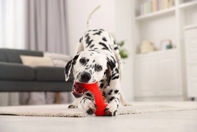室内、おもちゃで遊ぶダルメシアン