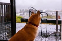 雨の日に犬が散歩に行きたがらない理由5つ　嫌がる愛犬への適切な対応まで解説