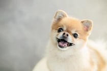 犬の『ストレススマイル』ってなに？無理して笑っているのかも…注意すべきサインを見極めるコツまで