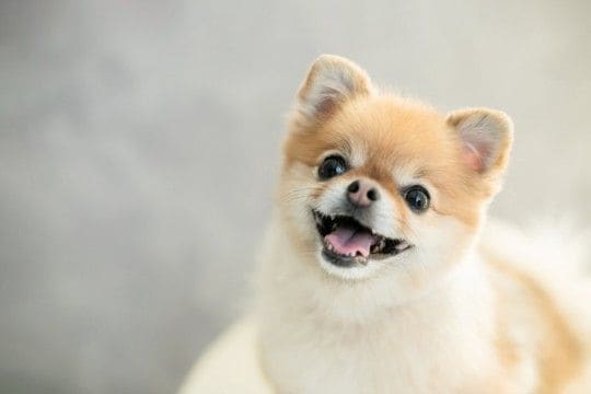 犬の『ストレススマイル』ってなに?無理して笑っているのかも…注意すべきサインを見極めるコツまで