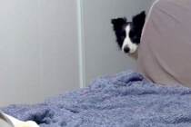 風邪で寝込んでいたら、犬たちが『心配』とやってきて…言葉は無くても伝わる『愛に溢れた光景』が11万再生「私も看病されたい」「看護師さん」