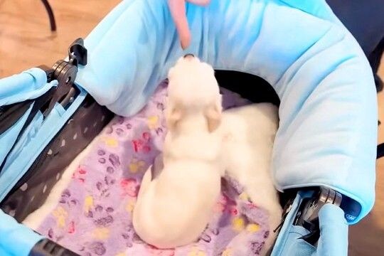 極小子犬と一緒にショッピング→初めて会う『店員さん』と出会って数秒で…『尊すぎる光景』が15万再生「心許すの早すぎw」「愛されキャラ」