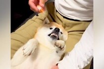 目薬を差そうとすると『ブチギレる犬』→いざ目薬が目の前にくると…嘘のような『態度と仕草』が59万再生「おてて最高」「笑っちゃったｗｗ」