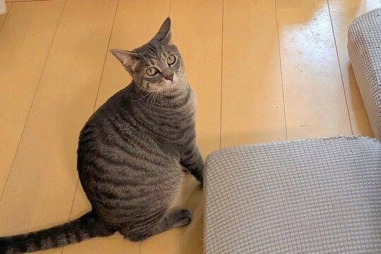 『にゃーん』と猫に呼ばれたので、ついて行った結果→犬が閉じこめられていて…まさかの光景に5万いいね「現行犯逮捕ｗ」「助けて…って顔で草」