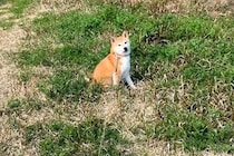 ムスッとした表情で動かなくなった犬→『パパ帰って来るよ』と言ったら…想像を超える『態度の豹変』が320万再生「すっごい笑顔」「魔法ｗ」