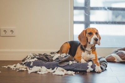 イタズラをして不遜な表情の犬