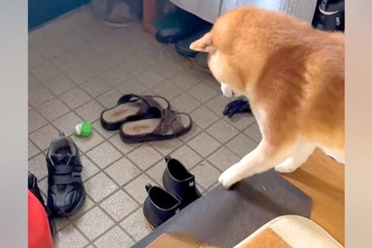 『布を引っ張れば、玄関のおもちゃが取れる』と勘違いしている犬→失敗してしまい…明らかに『絶望する瞬間』が13万再生「想定外だったのねｗ」