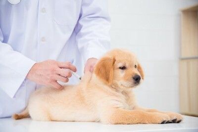 注射されている子犬