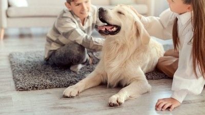 部屋で撫でられて嬉しそうな大型犬