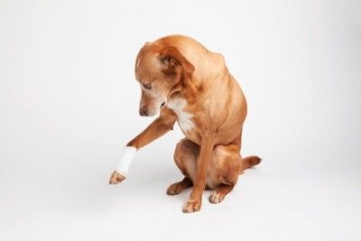 前足を手当てしてもらった犬