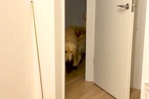 赤ちゃんが家に来た日、いつもは別々に寝る大型犬が『寝室』まで見に来て…尊すぎる『朝までの光景』が117万再生「頼もしい」「警備隊長」