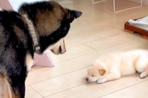 自分の子供と初めて会った父犬→『近くに行って確認した』と思ったら…想像と違った『辛辣な反応』が208万再生「おもろい」「なんでやねんｗ」