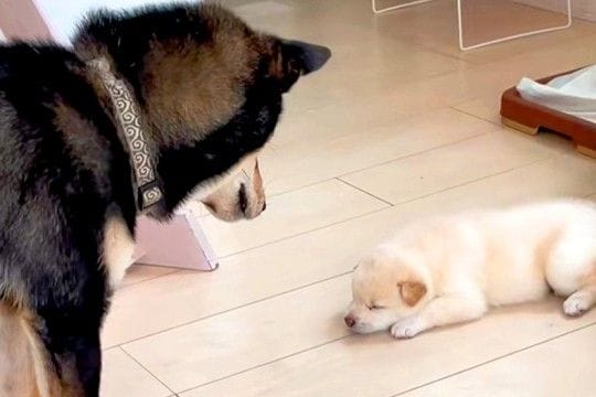 自分の子供と初めて会った父犬→『近くに行って確認した』と思ったら…想像と違った『辛辣な反応』が208万再生「おもろい」「なんでやねんｗ」