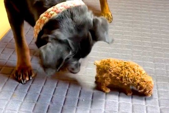 『子犬は絶対に踏んじゃダメ』と教わった大型犬→気を使いすぎて…見た目とのギャップがある光景が41万再生「尊い」「幸せな気持ちになる」