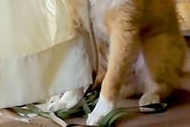『やけに犬が静かだな』と思い、ふと見てみた結果→窓際でカーテンを…まさかの『悲惨な光景』と『謎の表情』に反響「顔ｗｗ」「なんてこったい」