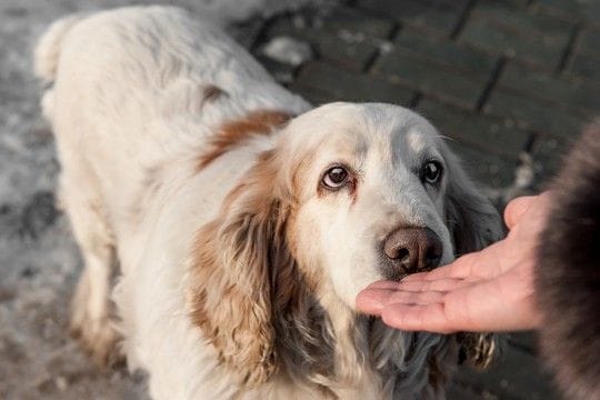 犬が初めて会った人の『ニオイを嗅ぐ』心理4つ　どんな意味があるの？適切な対応まで