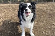 サービス精神旺盛な犬が『親子連れ』を発見→『どうする？』と聞きにきて…まさかの『賢すぎる行動』に1万いいね「エンターテイナー」「お利口」