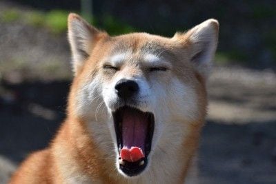 柴犬のあくび