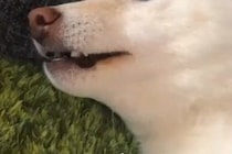 抜け毛がすごい犬にスリスリされた女性→毛が付くので『最悪や』と言った結果…言葉を理解している『表情』が53万再生「心失ってて草」「顔ｗ」