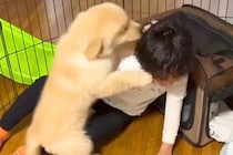 小さな男の子と初めて会った大型犬の赤ちゃん→喜びが溢れて…尊すぎる『はじめましてのご挨拶』に悶絶「わちゃわちゃで可愛い」「癒されるわ」