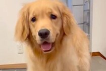 なぜか『突然歩けなくなってしまった』大型犬→慌てて見に行くと…『まさかの光景』が13万表示「可愛すぎて爆笑ｗｗ」「ジャストフィットで草」
