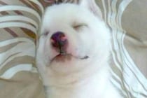 山にいたおじいちゃんが、偶然『片足のない赤ちゃん犬』と出会った結果→思わず涙する『素敵な物語』に感動続々「泣いてもた」「愛がいっぱい」