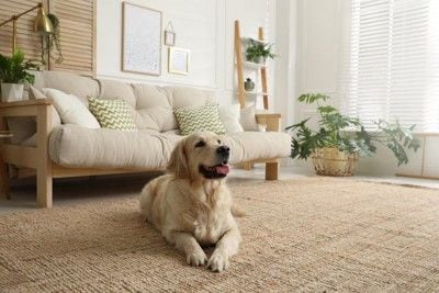 カーペットでくつろぐ犬