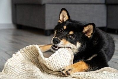 カーペットを噛む犬