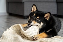 犬が『カーペットを舐める』4つの理由　やめさせるにはどうしたらいいの？