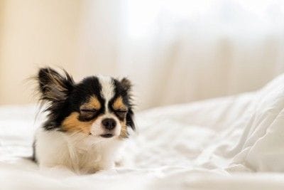 ベッドの上で眠そうな犬