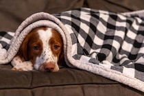 『睡眠不足』の犬がみせるサイン５選　愛犬が安眠できない環境とは？改善策まで