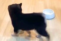 『ごはん、はやくぅ』食いしん坊な赤ちゃん犬→ご飯が楽しみすぎて、お皿を…とんでもなく可愛い光景が15万再生「ヨチヨチ尊い」「後ろ姿が…」