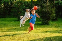 犬の『知能』は人間でいうと何歳ぐらいなの？賢いからこそ注意すべき飼い方まで解説