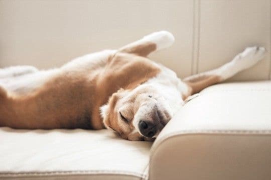 犬が寝ているときに『ピクピク動く』理由とは？放っておいても大丈夫なの？