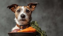 犬に『にんじん』を与えるときのタブー行為５選　危険な食べさせ方や注意すべきポイントまで