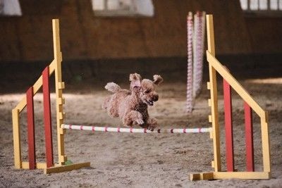 茶のトイプードル、アジリティー