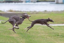 『運動がたくさん必要な小型犬』とは？アクティブに体を動かしたがる犬種をご紹介