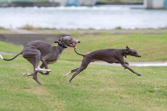 『運動がたくさん必要な小型犬』とは？アクティブに体を動かしたがる犬種をご紹介