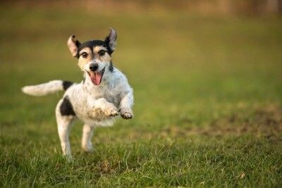 跳ねてる犬