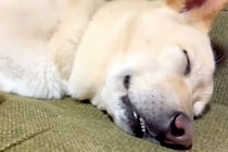 犬の寝顔を撮影するため、ゆっくりと近づいた結果→気付かれてしまい…ホラー映画ばりの『目覚めの表情』が15万再生「怖い夢でも見たんかｗｗ」