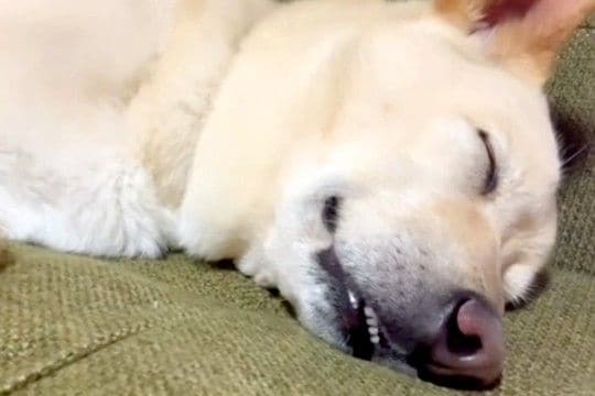 犬の寝顔を撮影するため、ゆっくりと近づいた結果→気付かれてしまい…ホラー映画ばりの『目覚めの表情』が15万再生「怖い夢でも見たんかｗｗ」