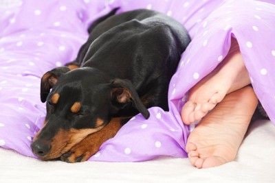 眠る犬と人間の足
