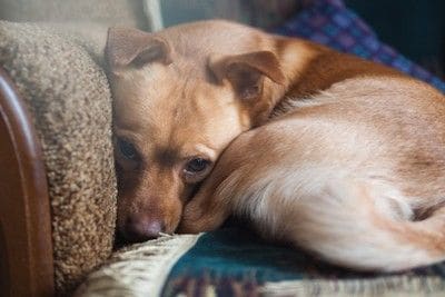 不安そうに丸まっている犬